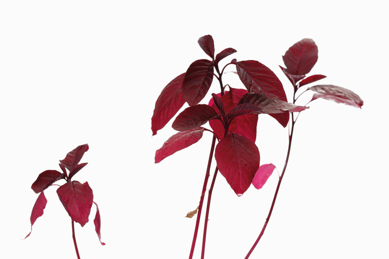 Amaranth plant with deep red leaves